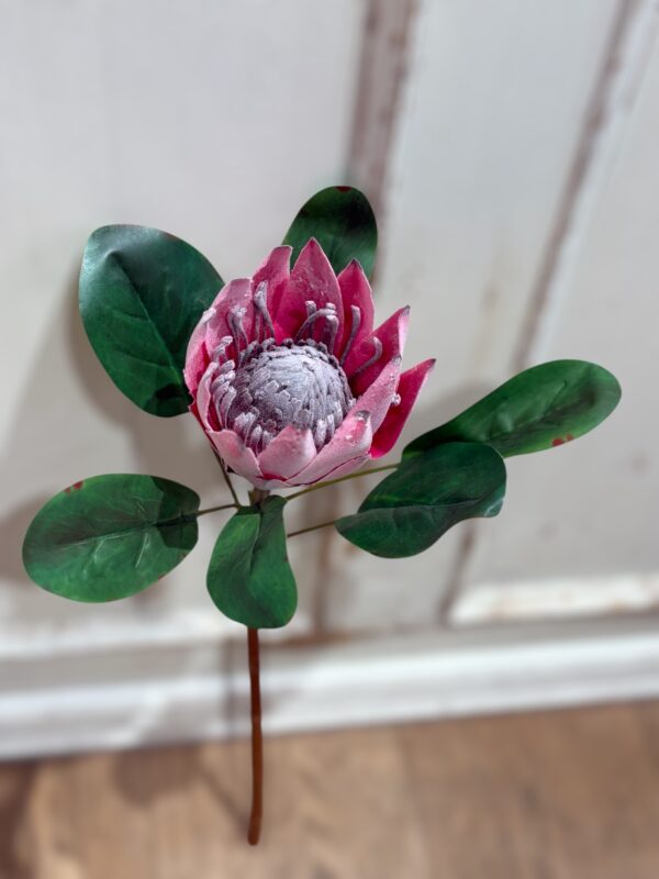 Protea silkeblomst i farven pink fra Elinor of Elsinore